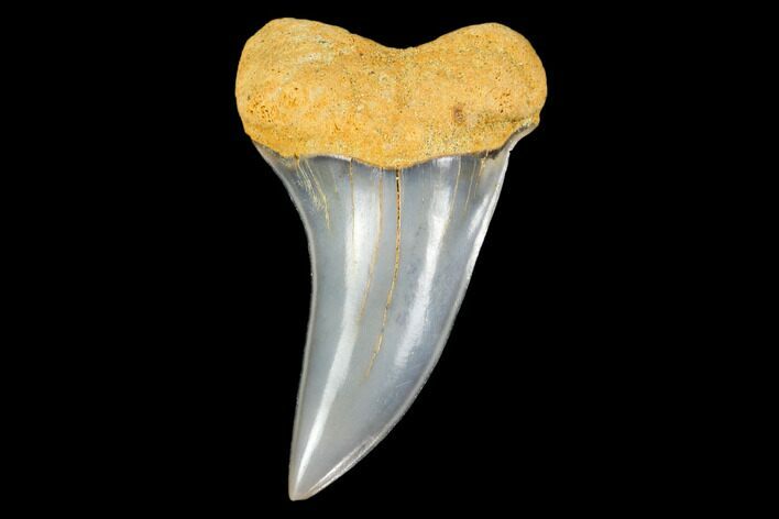 Colorful Mako/White Shark Tooth Fossil - Sharktooth Hill, CA #113927
